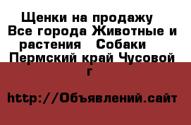 Щенки на продажу - Все города Животные и растения » Собаки   . Пермский край,Чусовой г.